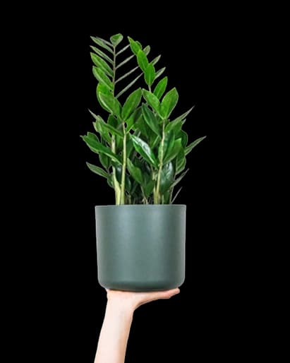 plant